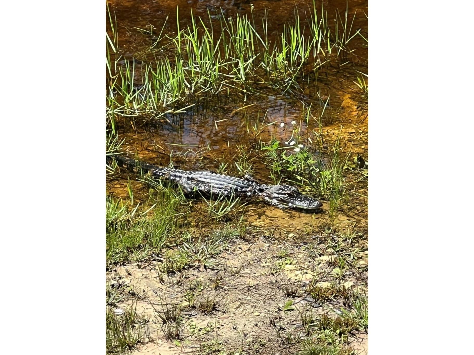 00 Clayton Road Cedar Key FL 32625 OM716937 image17