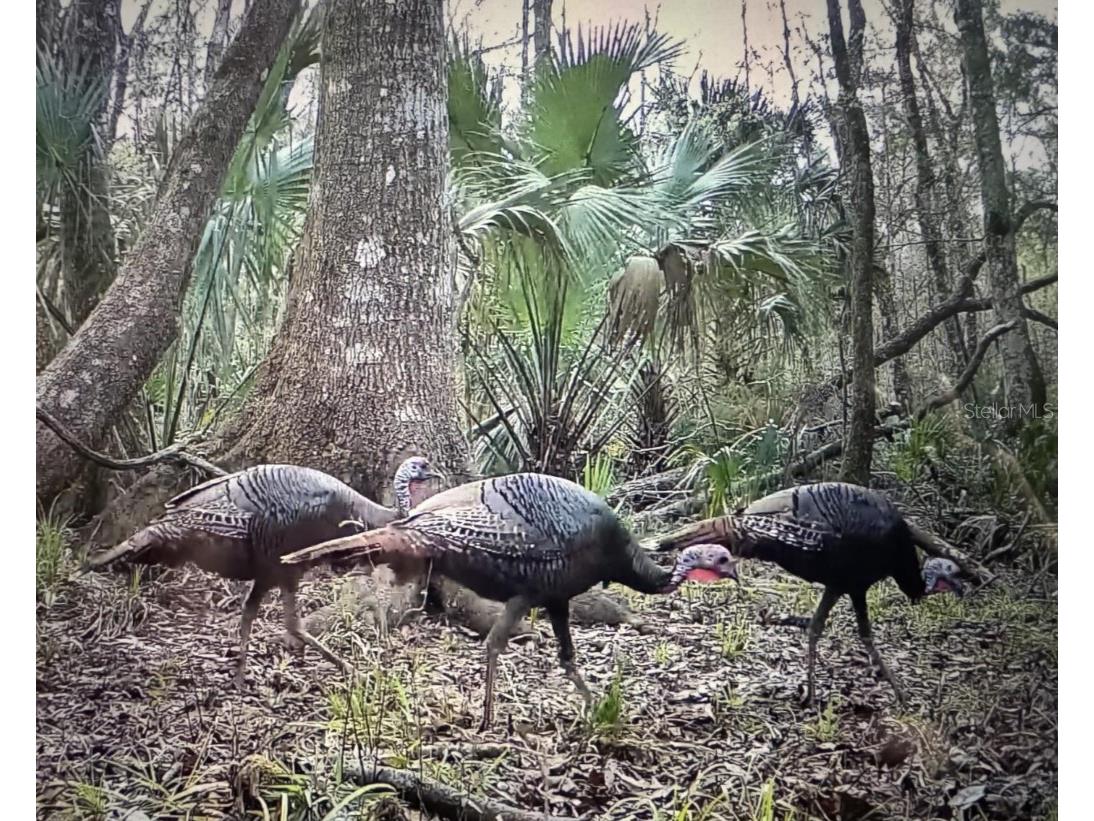 00 Clayton Road Cedar Key FL 32625 OM716937 image20