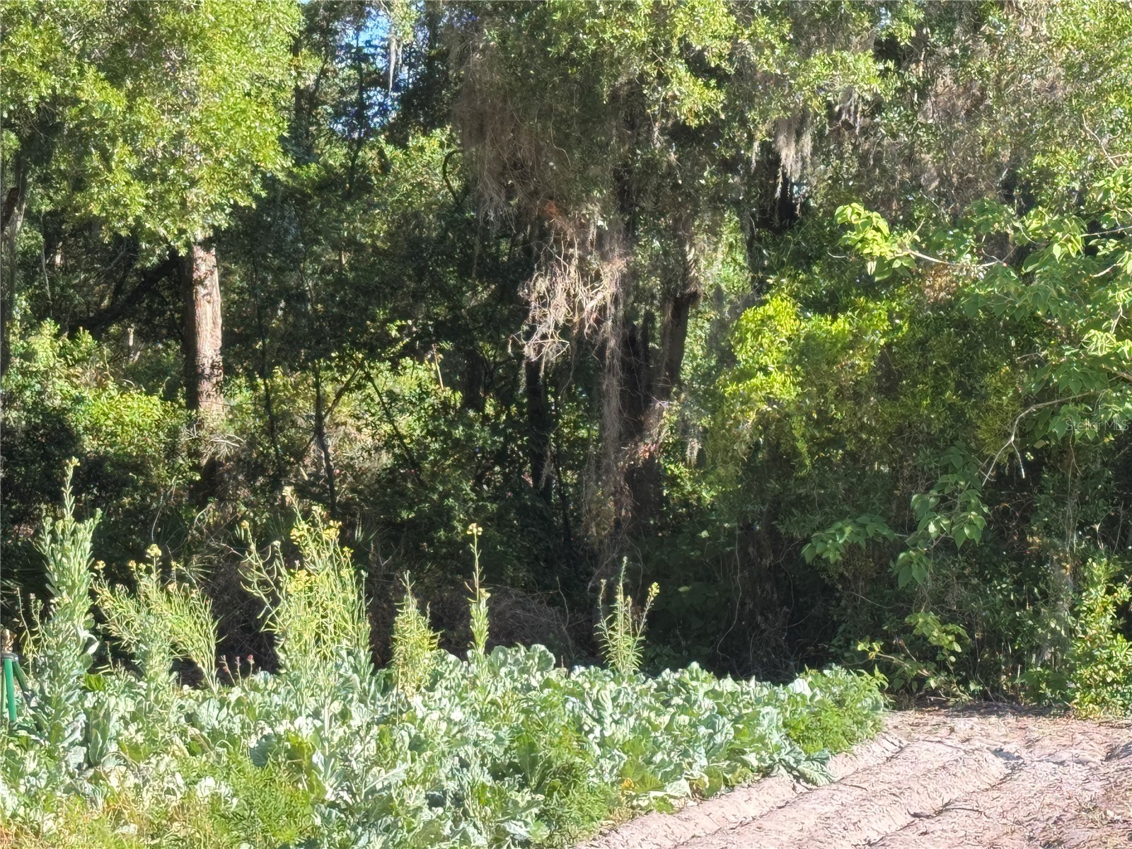 00 County Road 213 Wildwood FL 34785 W7885154 image2