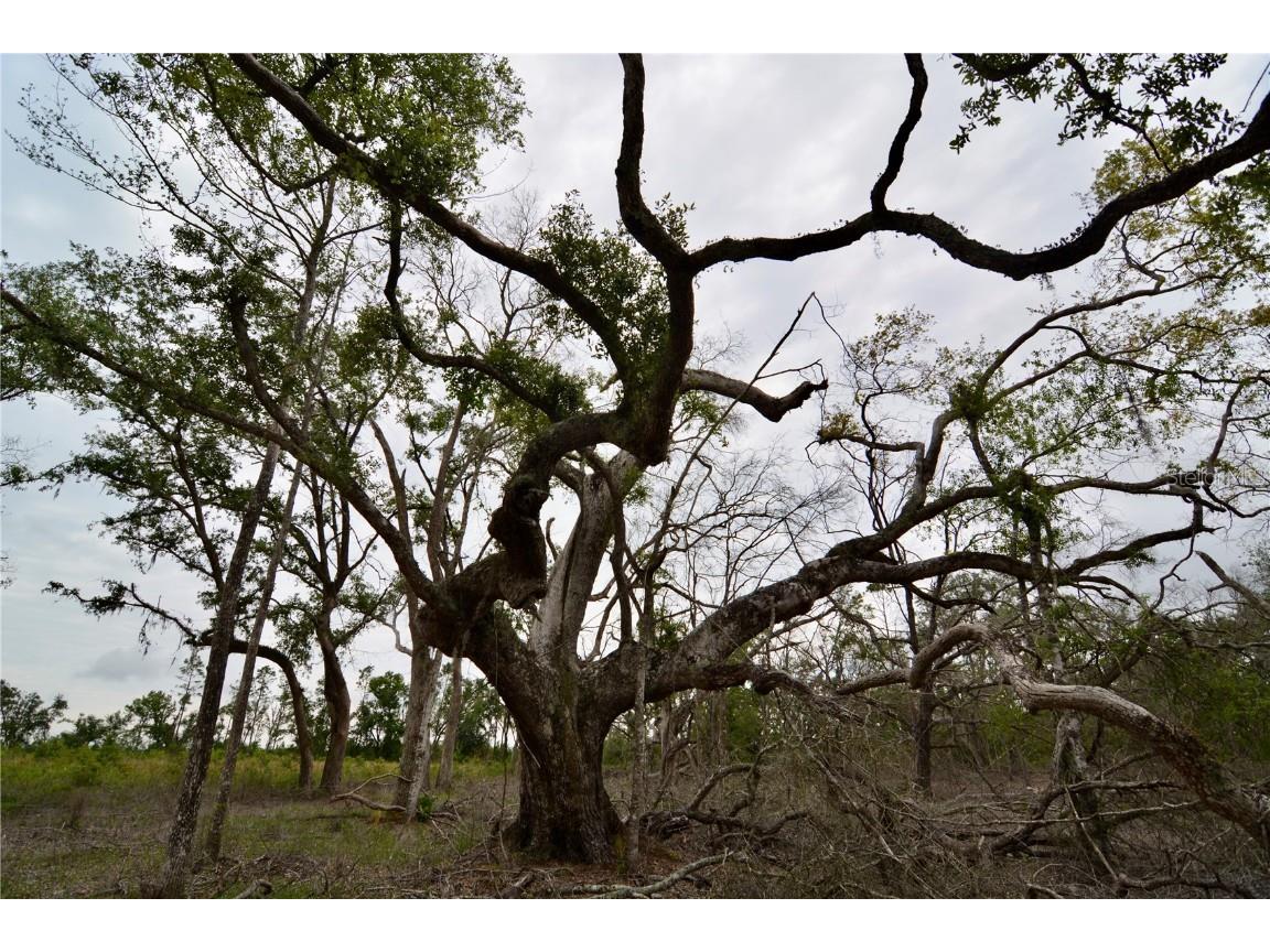 00 Cr-53 Lee FL 32059 OM701317 image26