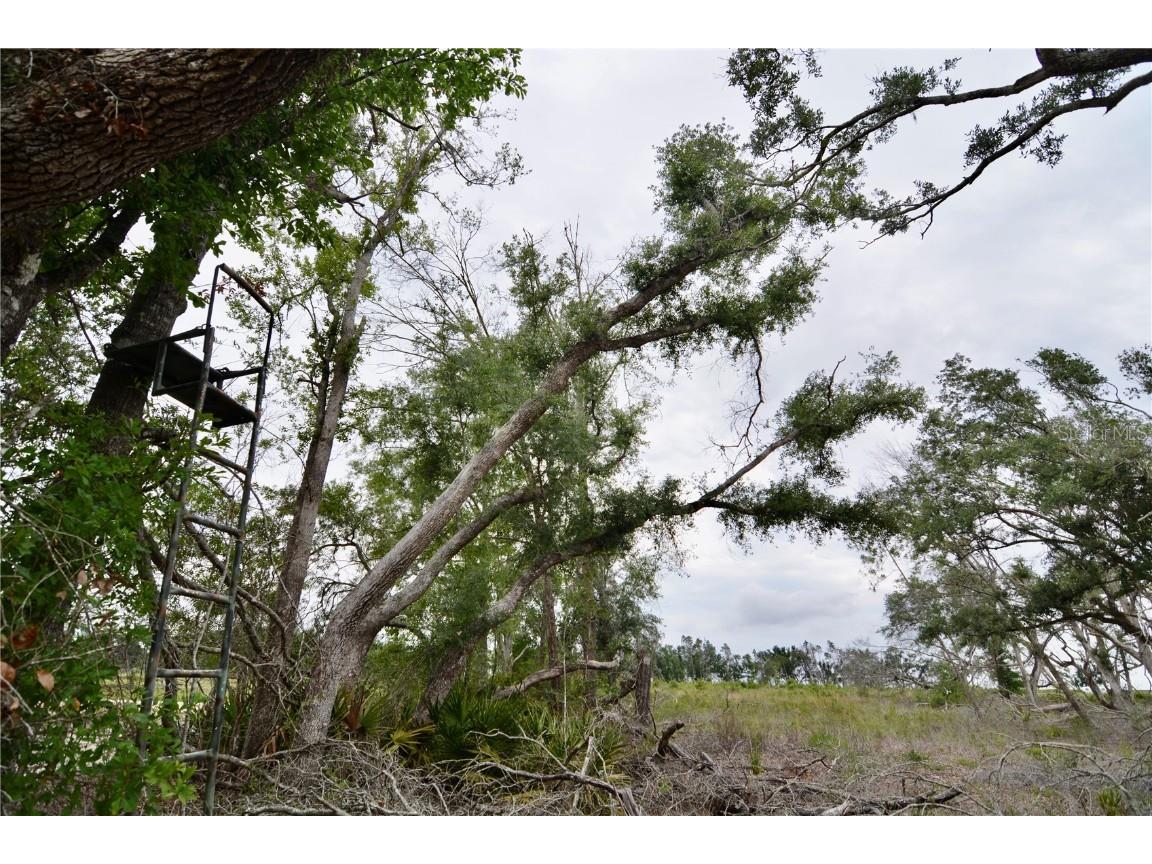 00 Cr-53 Lee FL 32059 OM701317 image30