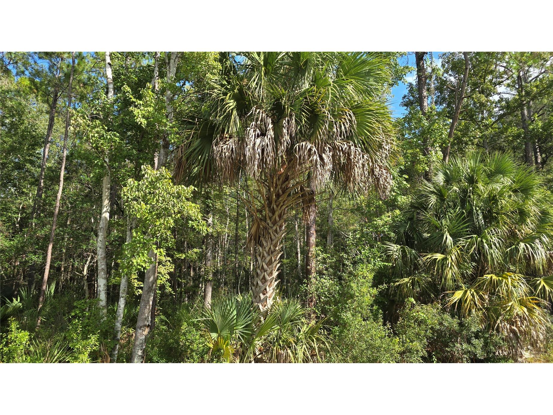 00 E Highway 316 Fort Mc Coy FL 32134 OM710948 image6