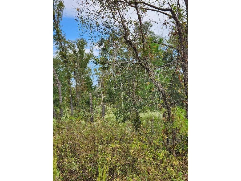 00 Fisher Lane Way Ocklawaha FL 32179 OM644421 image1