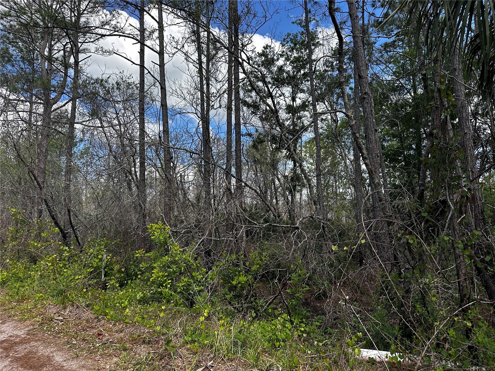 00 Kola Road New Smyrna Beach FL 32168 OM723043 image3