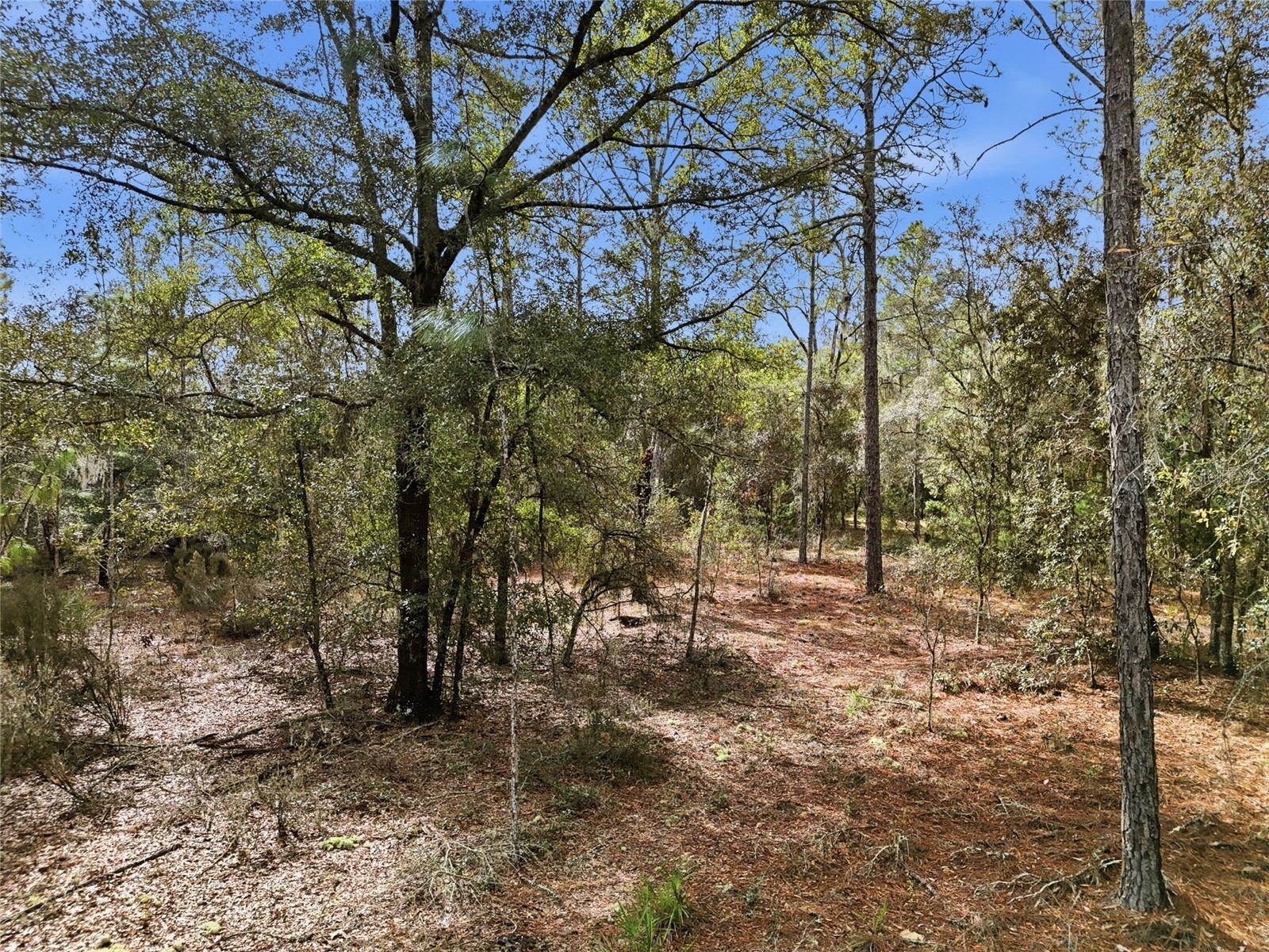 00 NE 111th Lane Bronson FL 32621 GC536967 image10