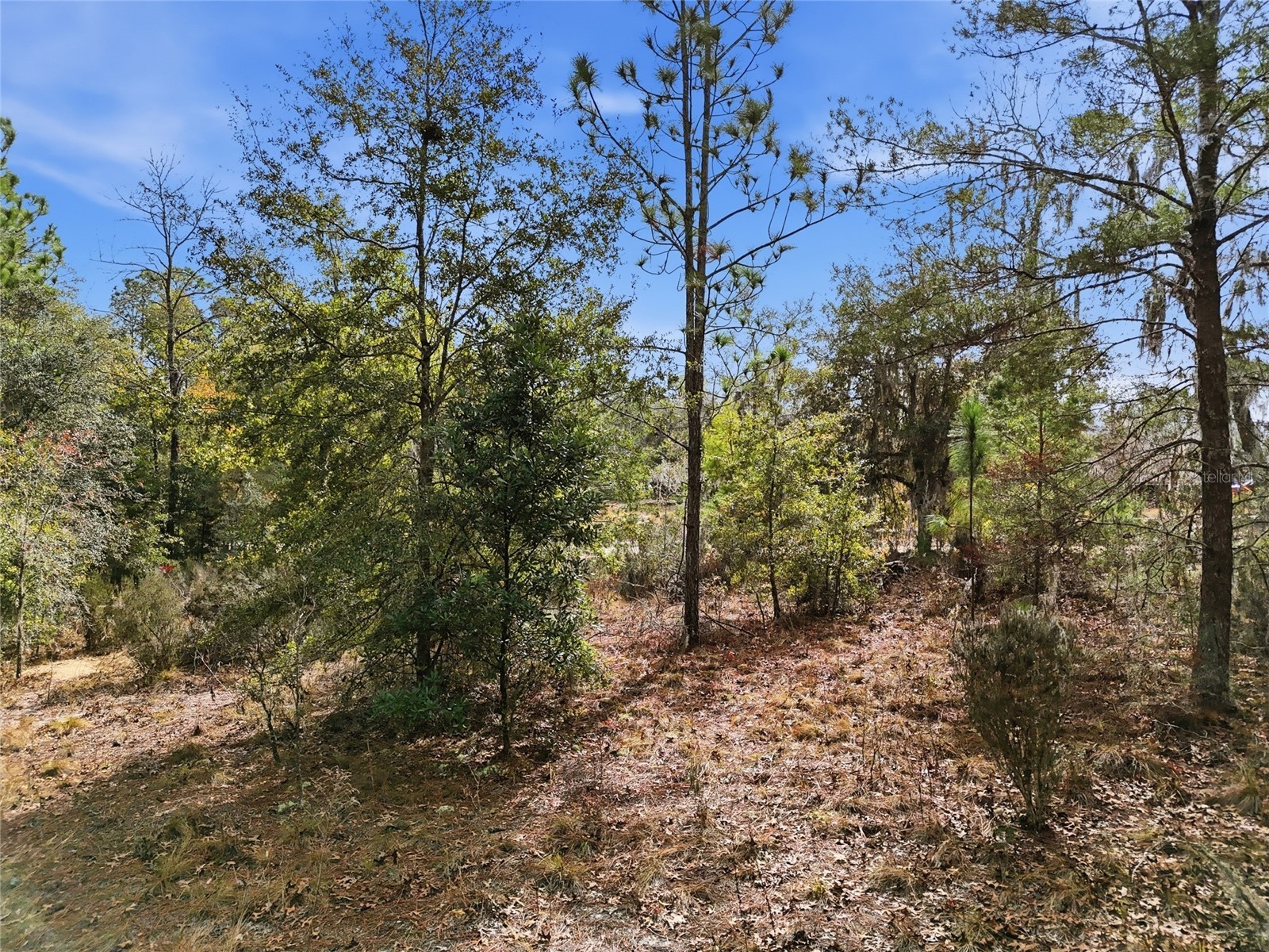 00 NE 111th Lane Bronson FL 32621 GC536967 image13