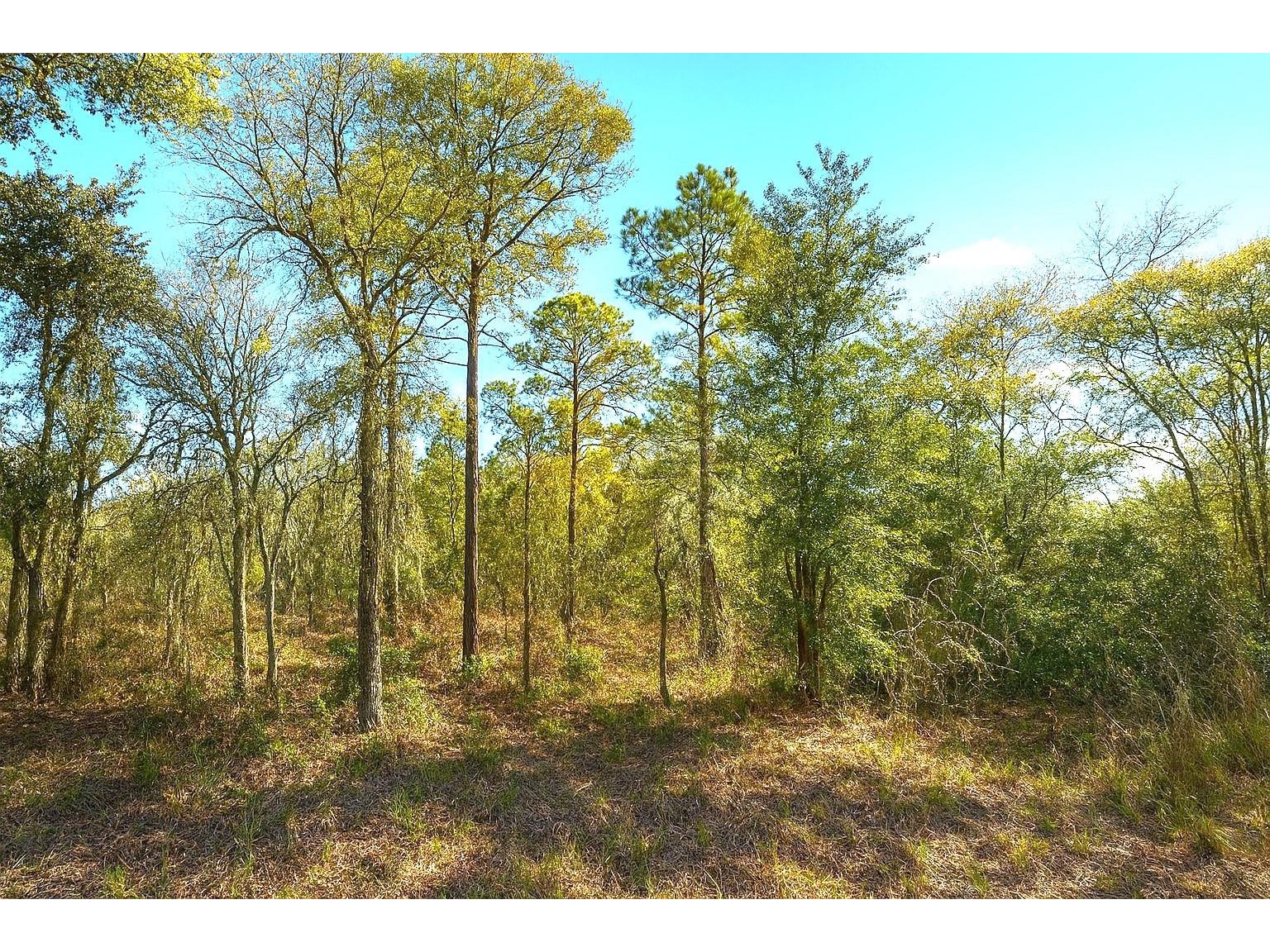 00 NE 122nd Avenue Williston FL 32696 OM672757 image1