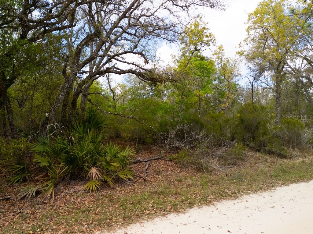 00 NE 131st Terrace Bronson FL 32621 OM722251 image13