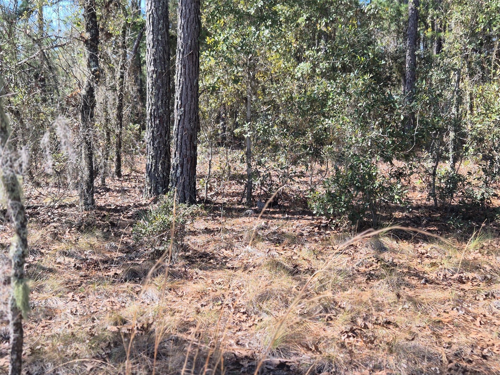 00 NE 137th Avenue Williston FL 32696 OM720451 image1