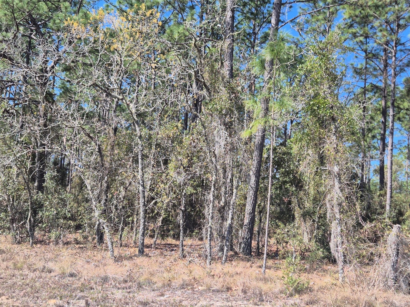 00 NE 137th Avenue Williston FL 32696 OM720451 image2