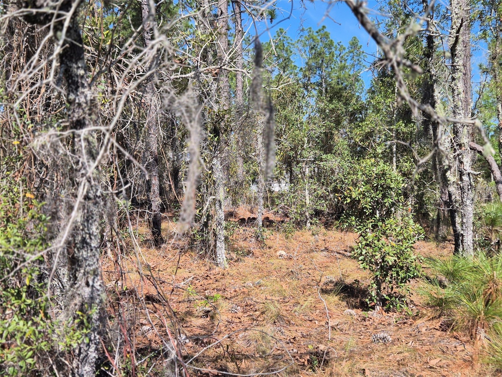00 NE 137th Avenue Williston FL 32696 OM720451 image6