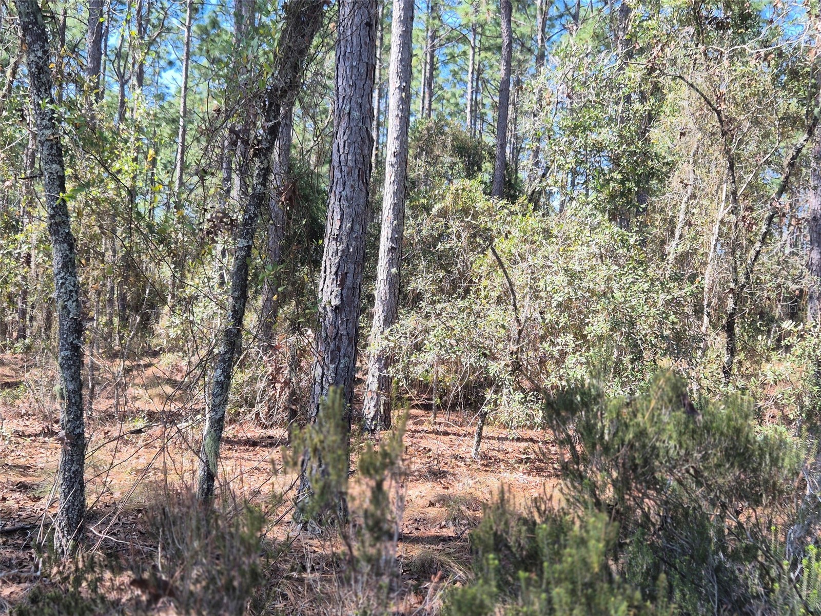 00 NE 137th Avenue Williston FL 32696 OM720451 image7