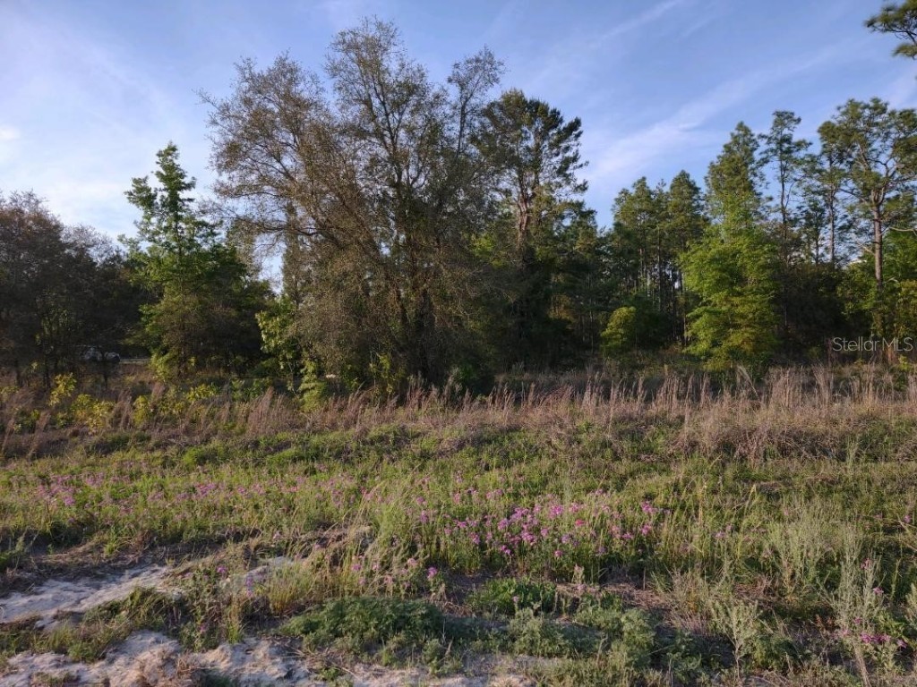 00 NE 40th Street Williston FL 32696 OM655930 image1