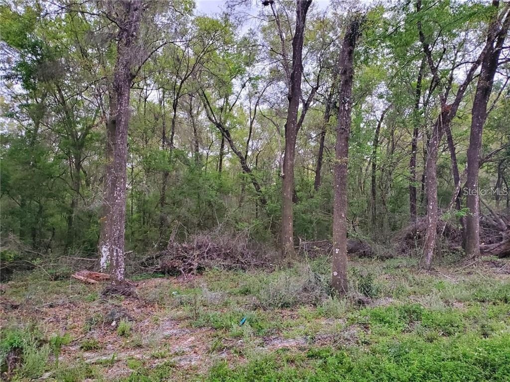 00 NE 7th Place Williston FL 32696 OM660230 image1