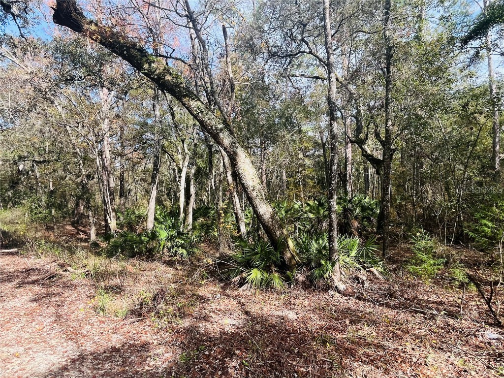 00 NE 967th Street Branford FL 32008 - SUWANNEE RIVER GC518010 image1