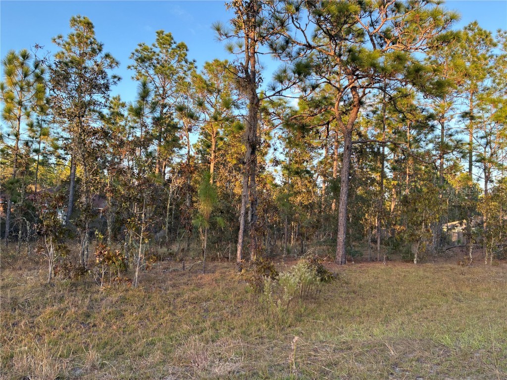 00 NE 9th Street Williston FL 32696 GC535313 image6