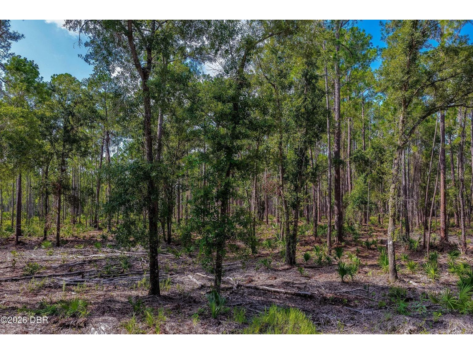 00 Ninemile Point Road Pierson FL 32180 V4950378 image4