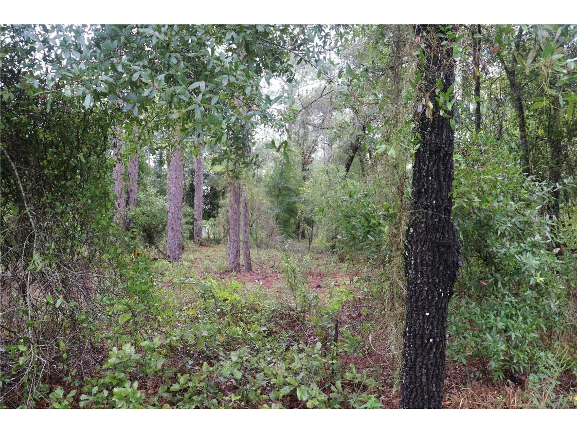 00 NW Beuna Vista Road Dunnellon FL 34431 OM710282 image1