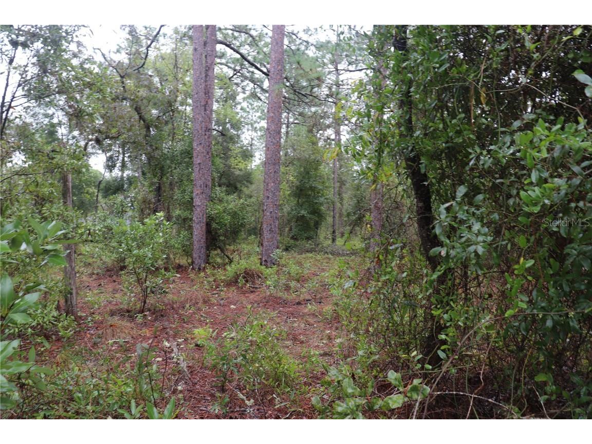 00 NW Beuna Vista Road Dunnellon FL 34431 OM710282 image5