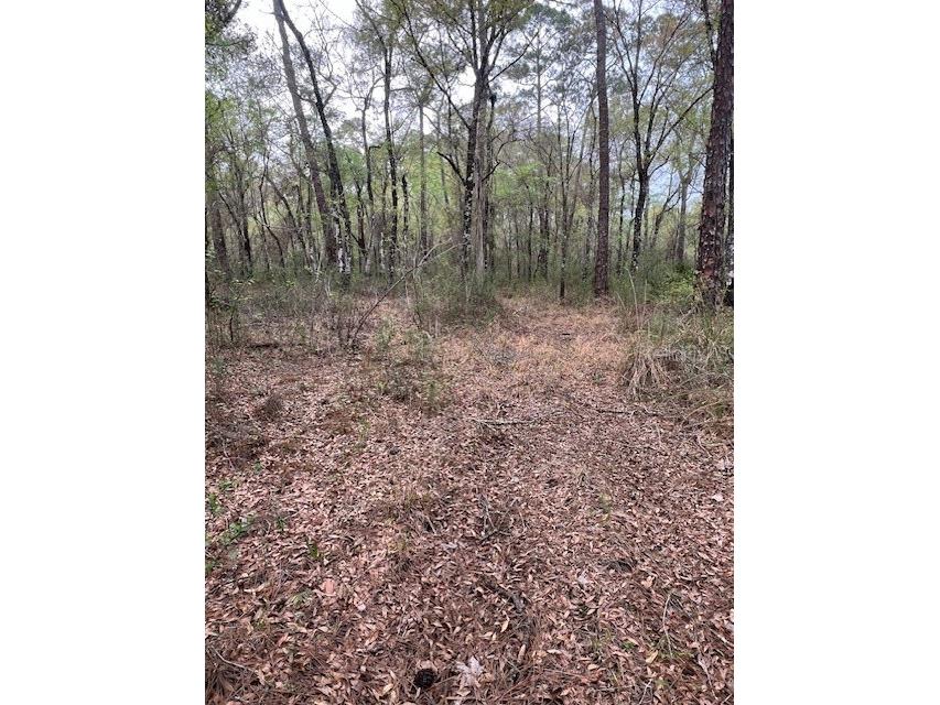 00 Packingham Drive Webster FL 33597 G5103947 image1