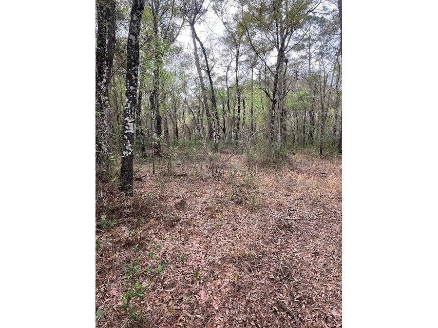 00 Packingham Drive Webster FL 33597 G5103947 image2