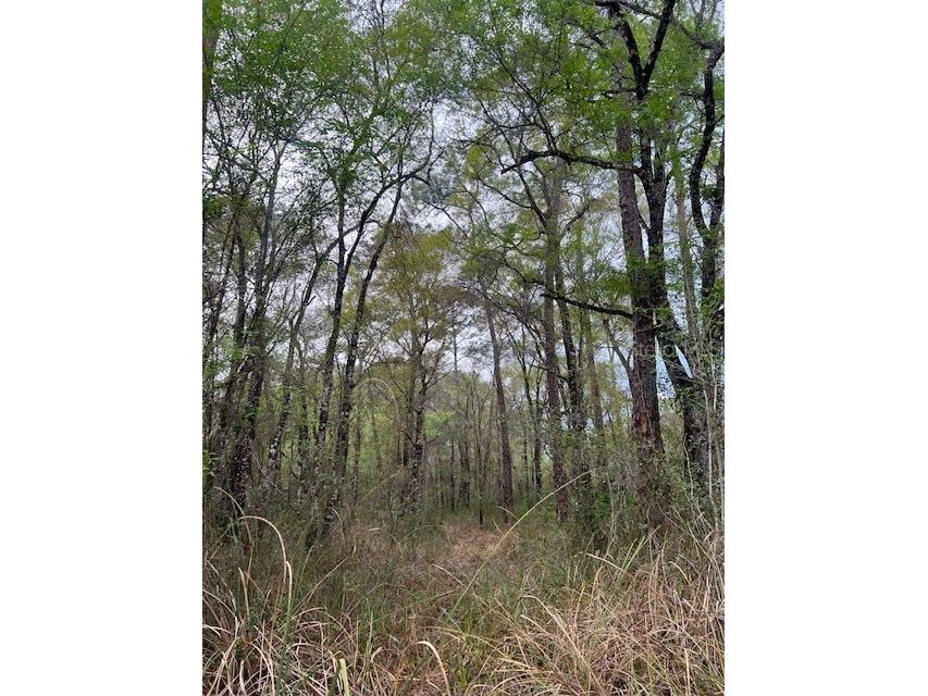 00 Packingham Drive Webster FL 33597 G5103947 image3