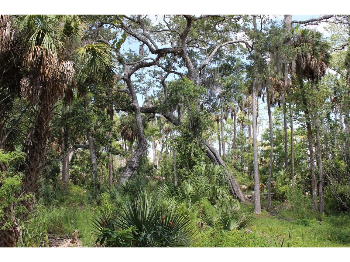 00 Prevatt Lane Aripeka FL 34679 U8249482 image1