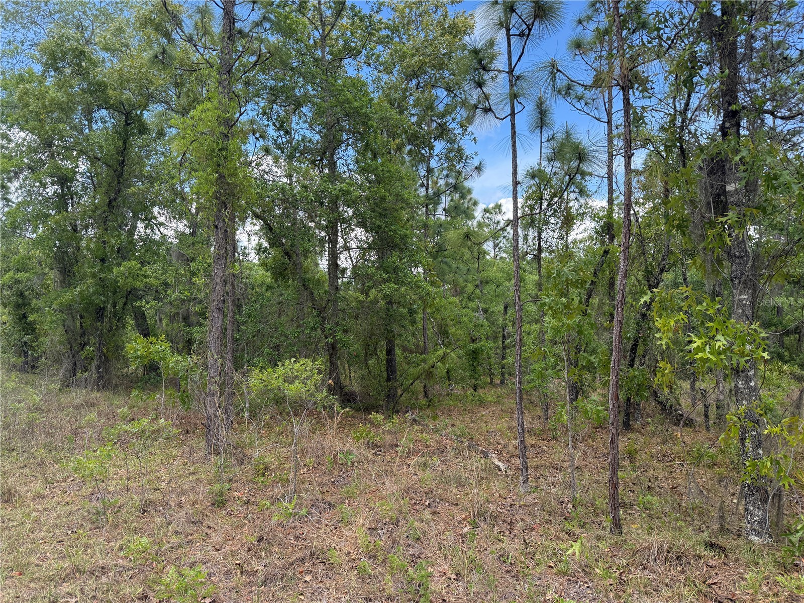 00 Se 126th Terrace Dunnellon FL 34431 OM724098 image3