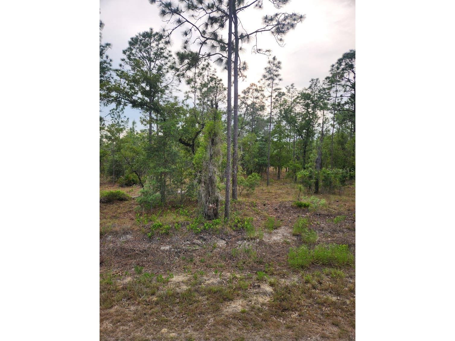 00 SE 130th Ct Dunnellon FL 34431 OM723601 image1