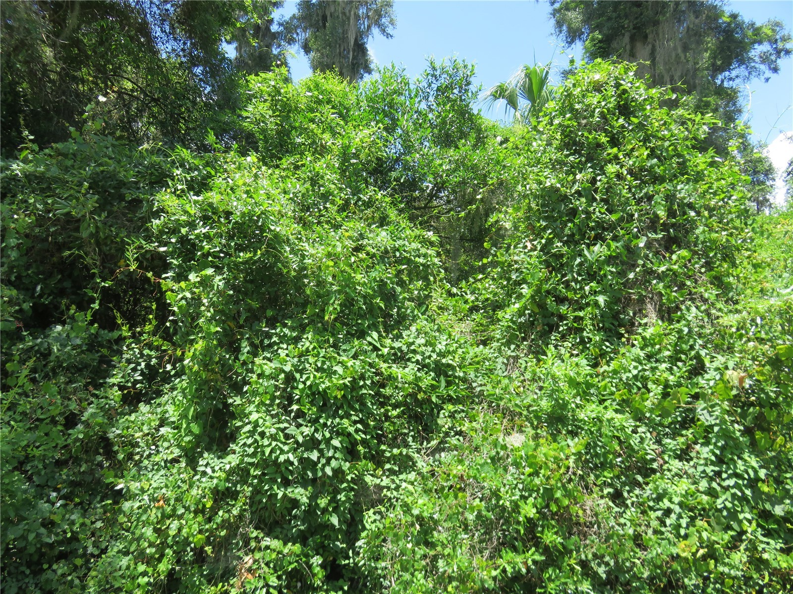 00 SE 142 Place Summerfield FL 34491 OM726496 image1