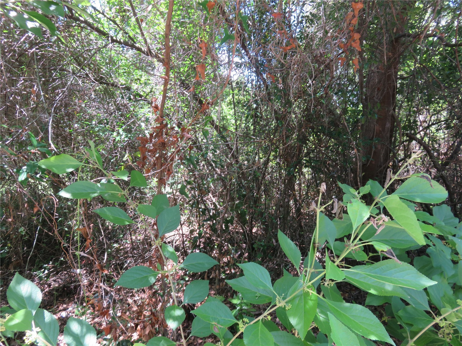 00 SE 142 Place Summerfield FL 34491 OM726496 image10