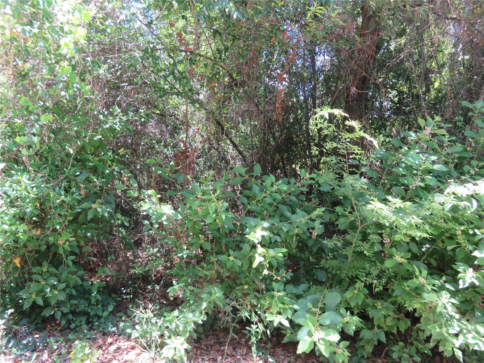 00 SE 142 Place Summerfield FL 34491 OM726496 image2