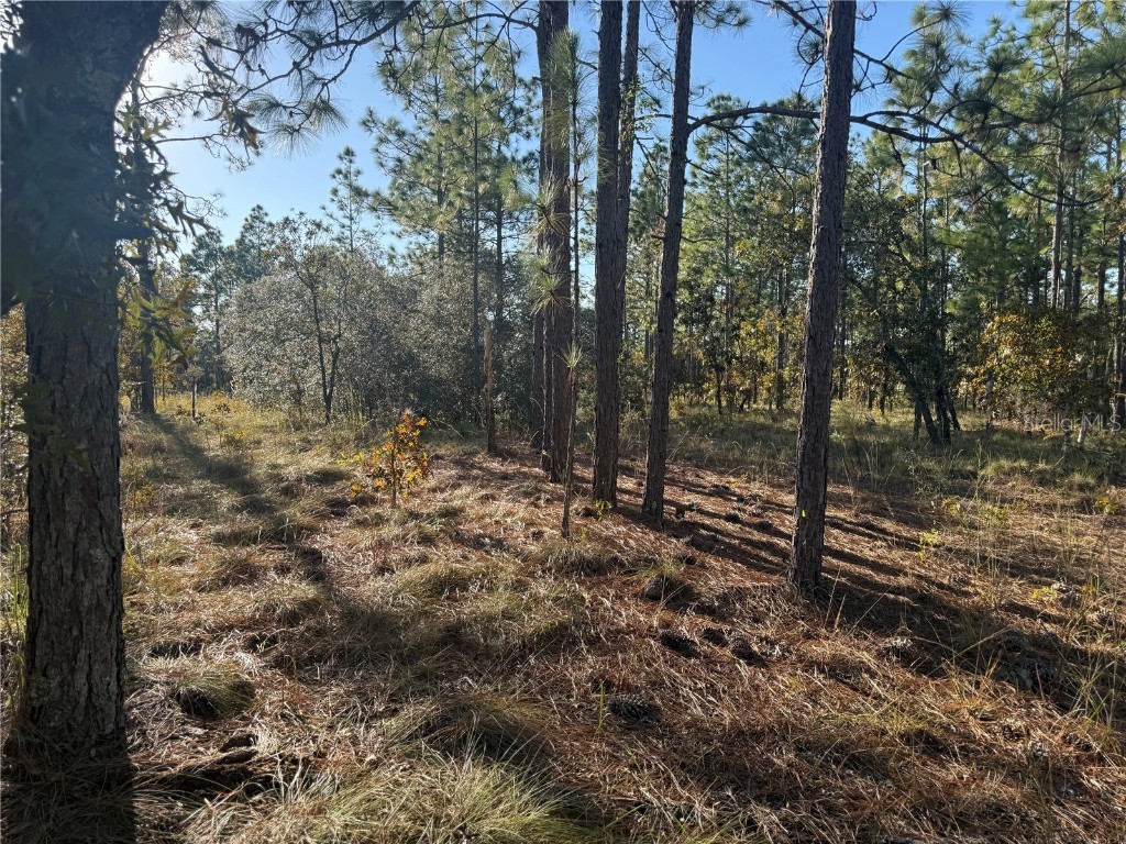 00 SE 73rd Lane Morriston FL 32668 OM711689 image12