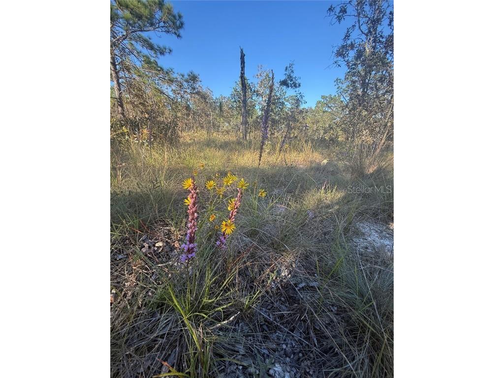 00 SE 73rd Lane Morriston FL 32668 OM711689 image15