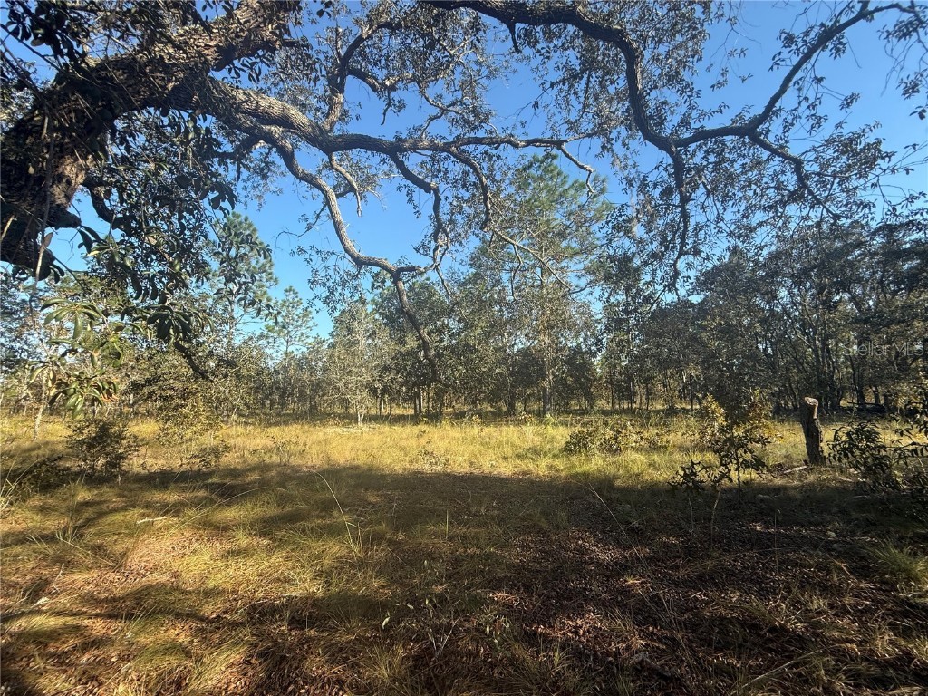 00 SE 73rd Lane Morriston FL 32668 OM711689 image4