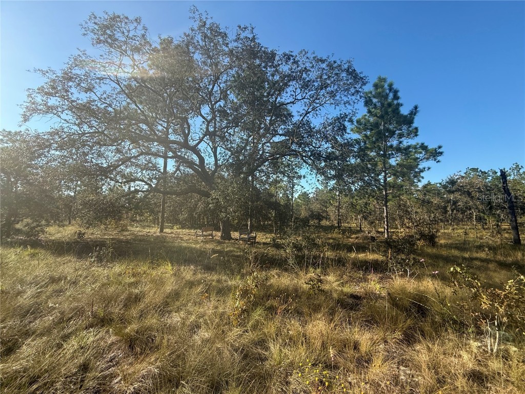 00 SE 73rd Lane Morriston FL 32668 OM711689 image5