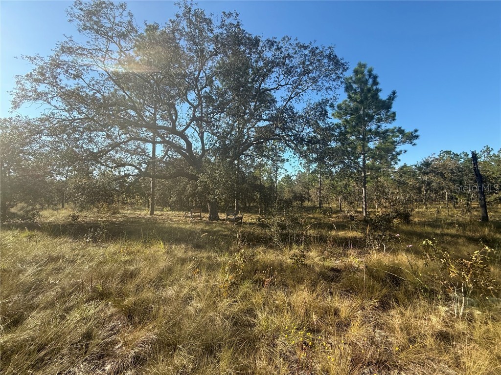 00 SE 73rd Lane Morriston FL 32668 OM711689 image6