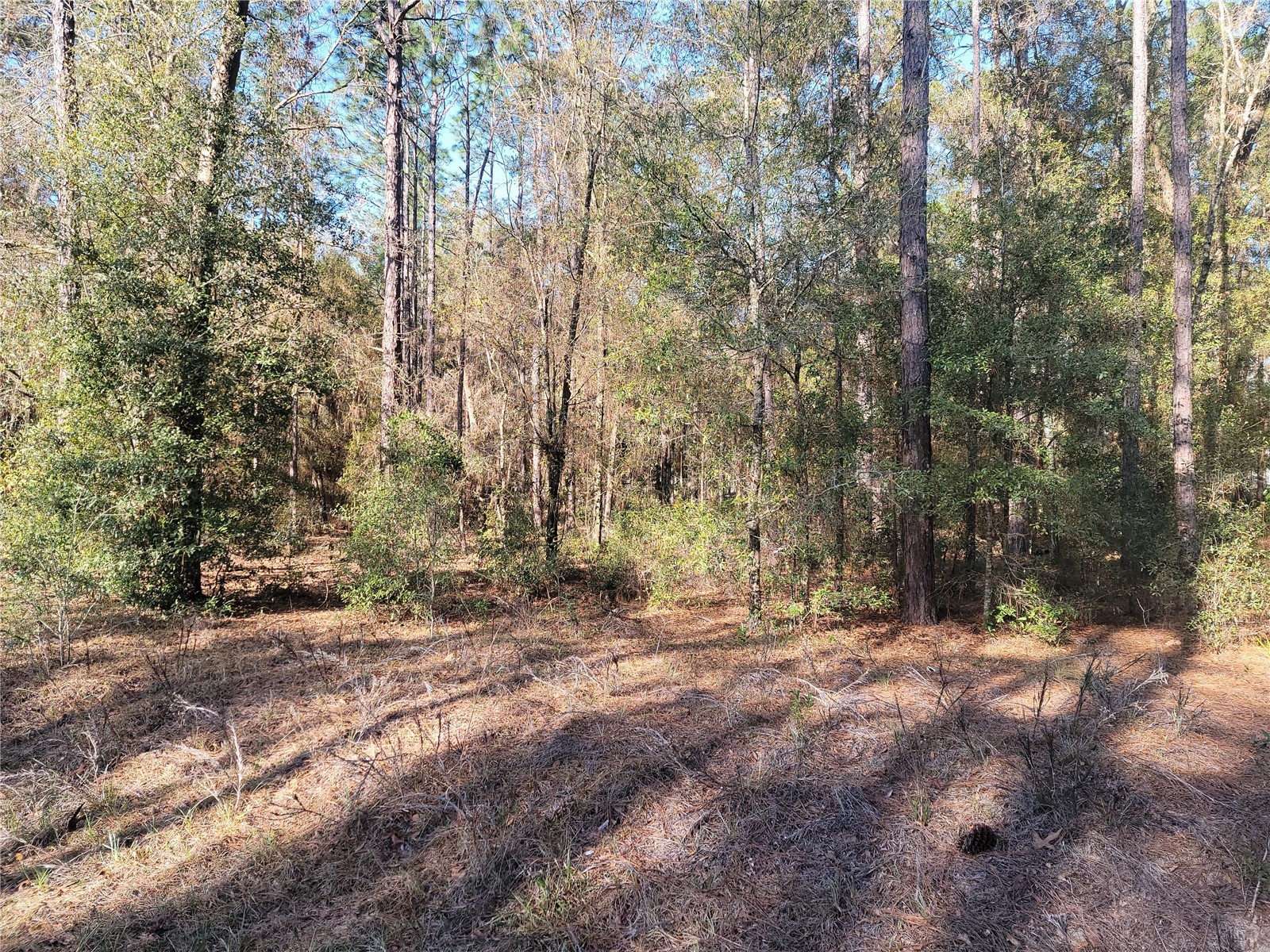 00 SW 133rd Court Ocala FL 34481 OM720474 image1