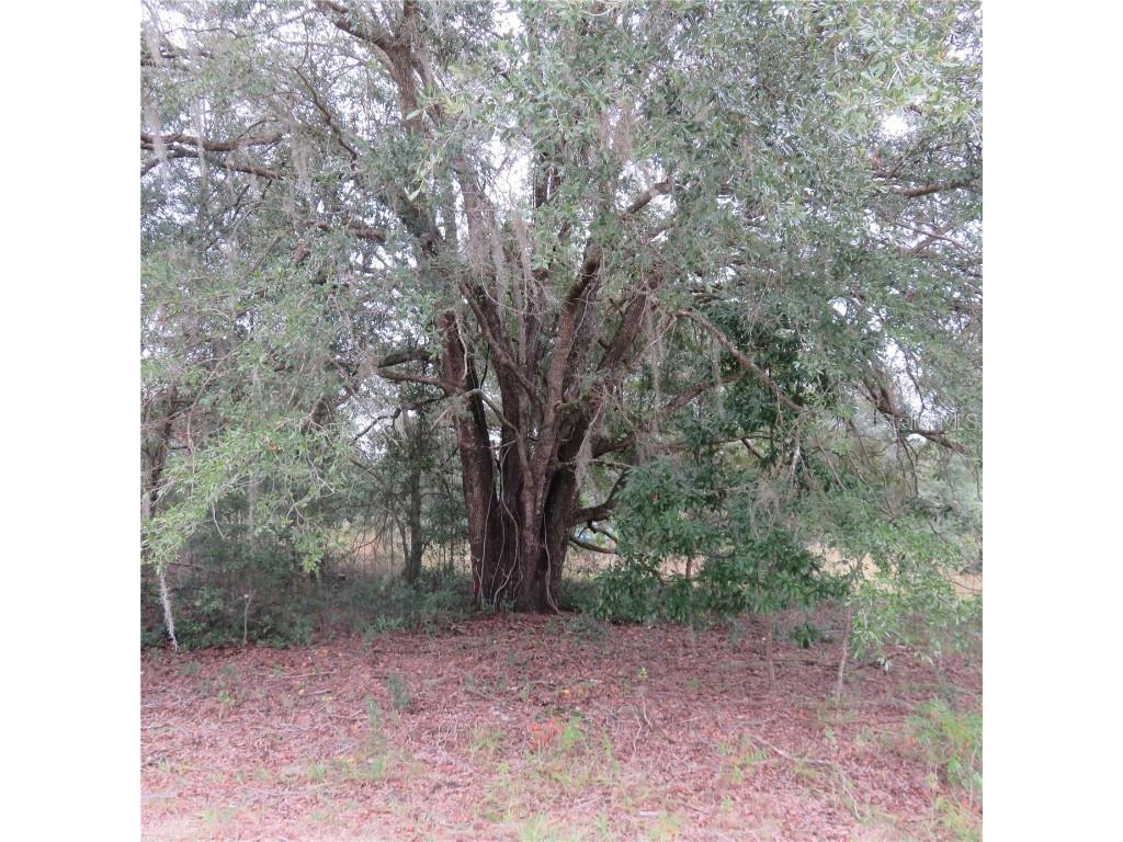 00 SW 137th Court Dunnellon FL 34432 OM668259 image1