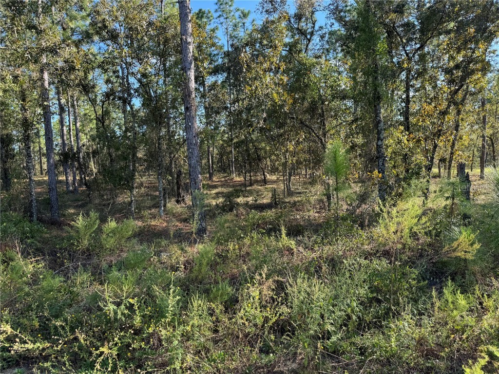 00 SW 152nd Place Dunnellon FL 34432 OM708312 image5