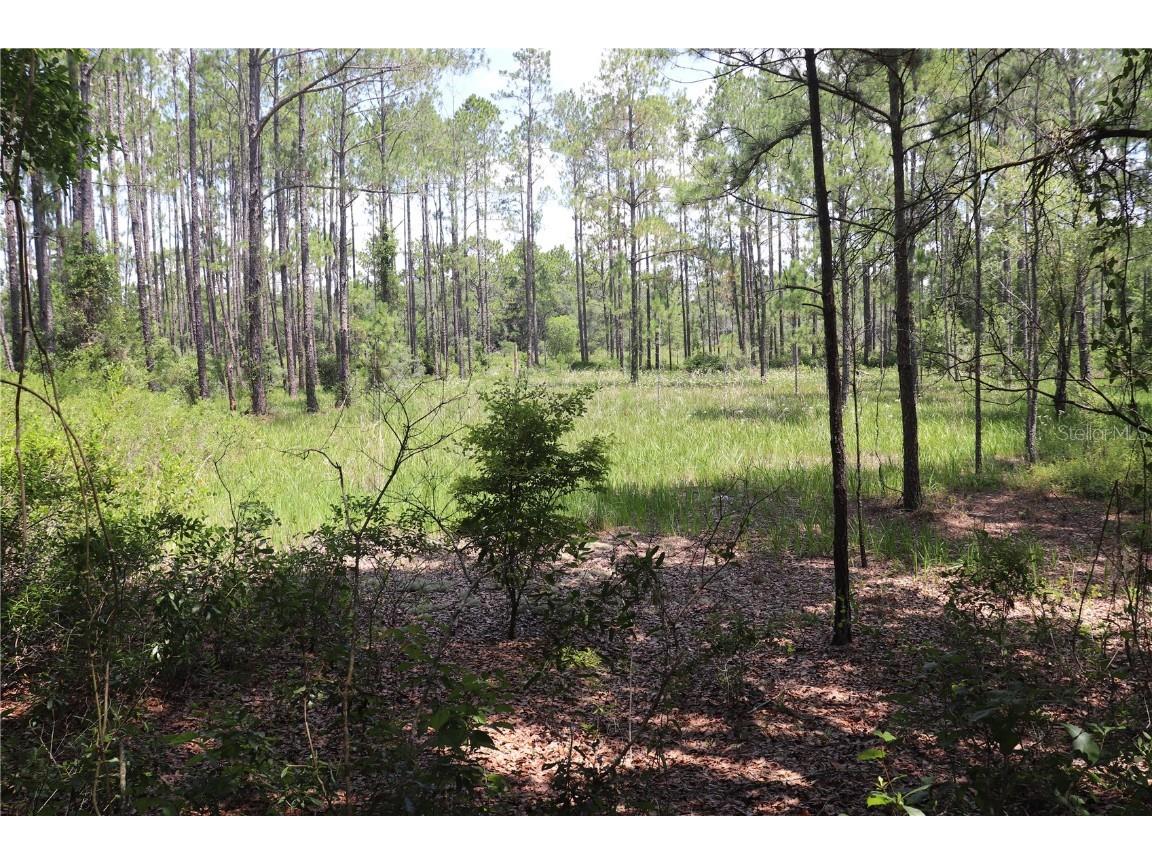 00 SW 156th Place Dunnellon FL 34432 OM680058 image1