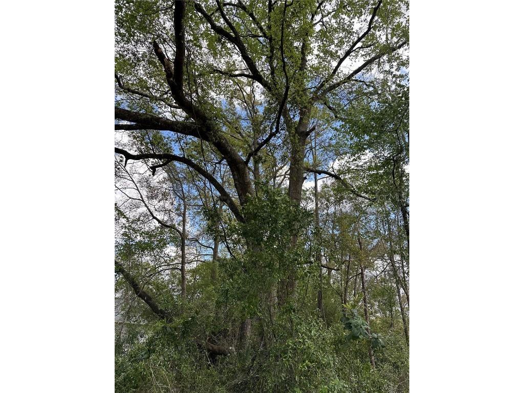 00 SW 193 Circle Dunnellon FL 34432 OM696885 image1