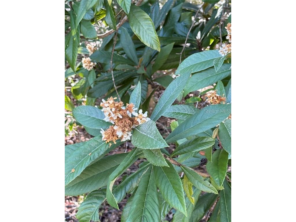 00 SW 2nd Pl Ocala FL 34474 OM713967 image13