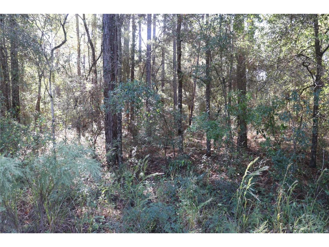 00 SW 39 Street Dunnellon FL 34432 OM712255 image2