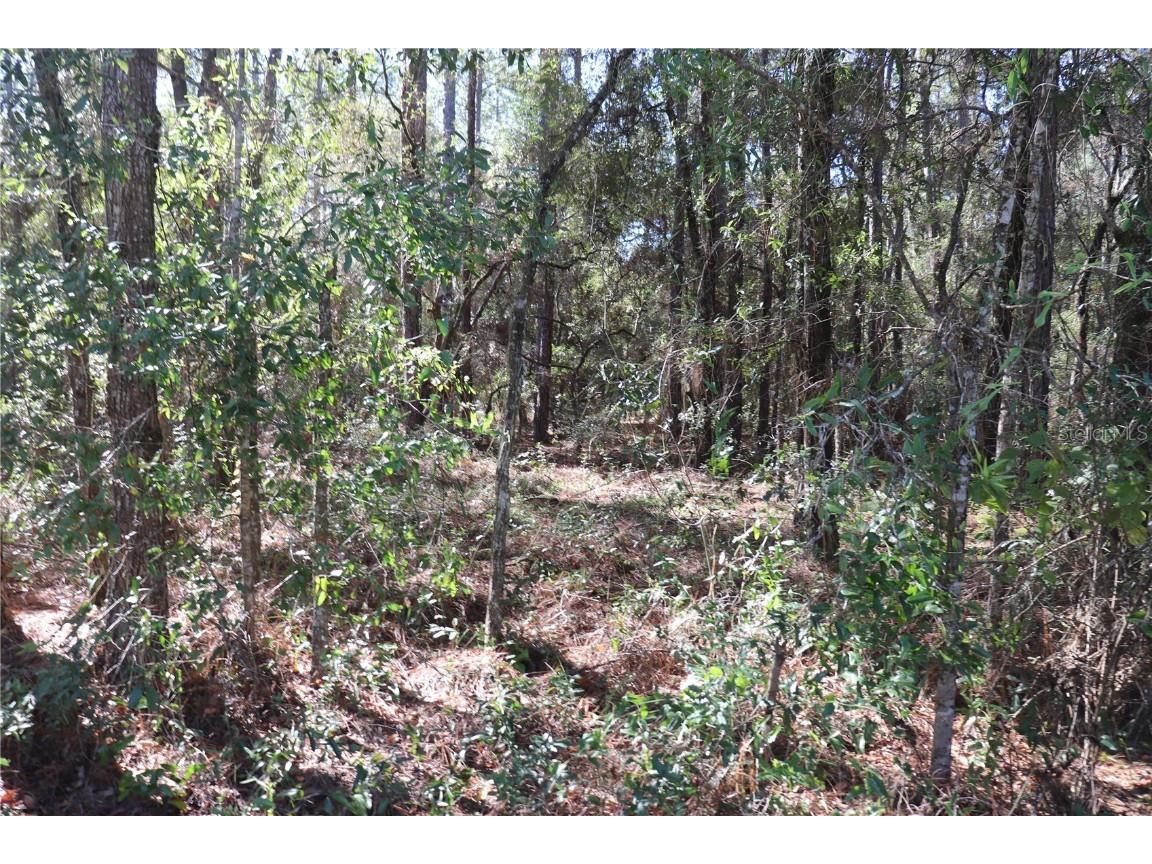 00 SW 39 Street Dunnellon FL 34432 OM712255 image3