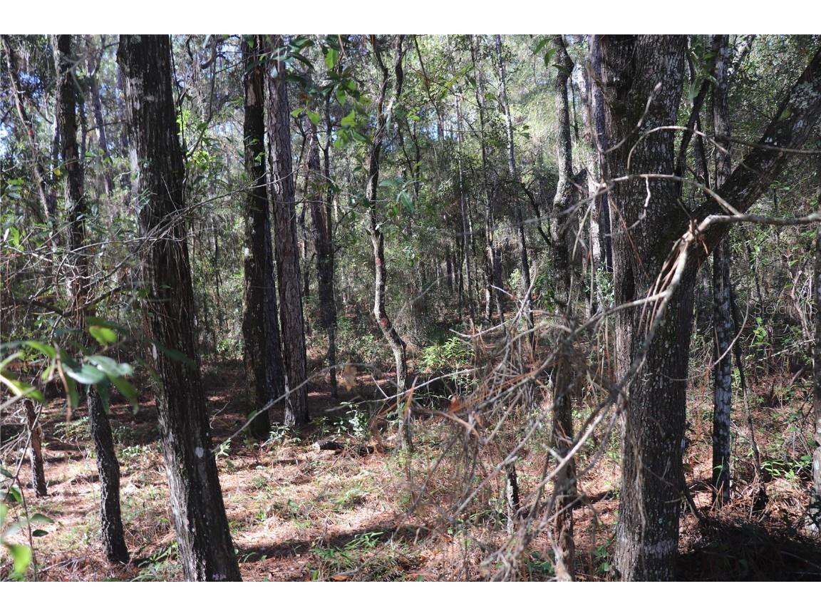 00 SW 39 Street Dunnellon FL 34432 OM712255 image4