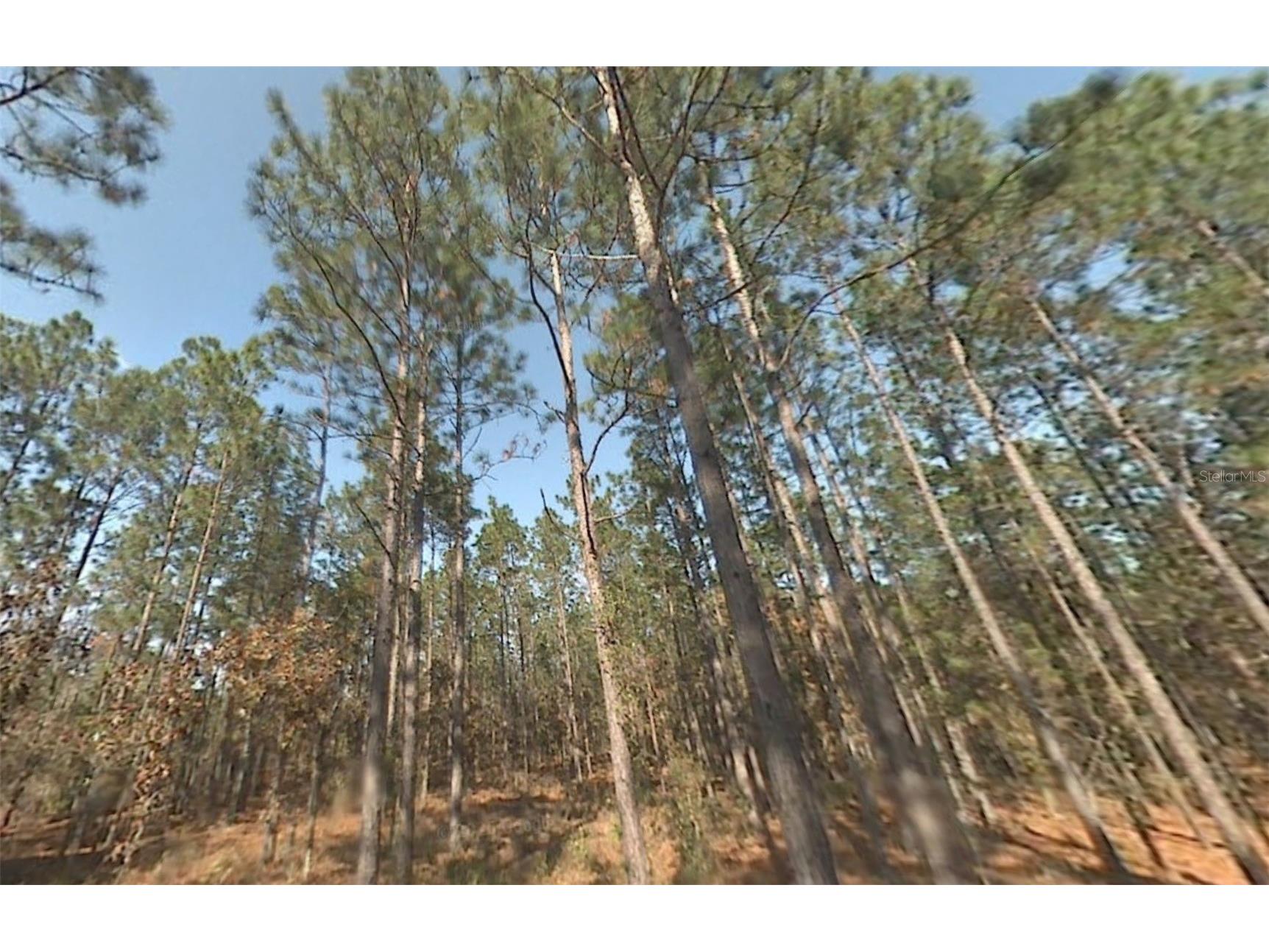 00 SW 39th Street Dunnellon FL 34432 OM718241 image3