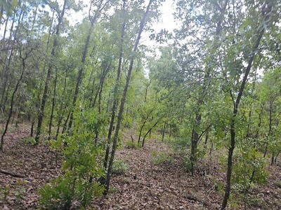 00 SW 90 Street Dunnellon FL 34432 OM723648 image3