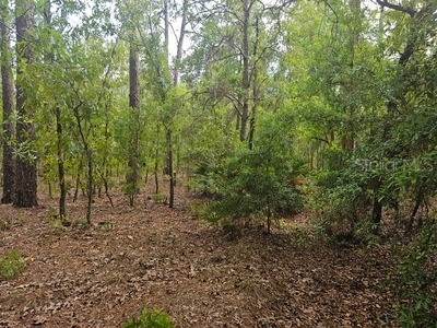 00 SW 90 Street Dunnellon FL 34432 OM723648 image4
