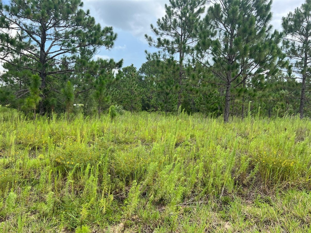 00 SW Cardinal Ave Dunnellon FL 34431 - Tiger Lake OM661912 image1